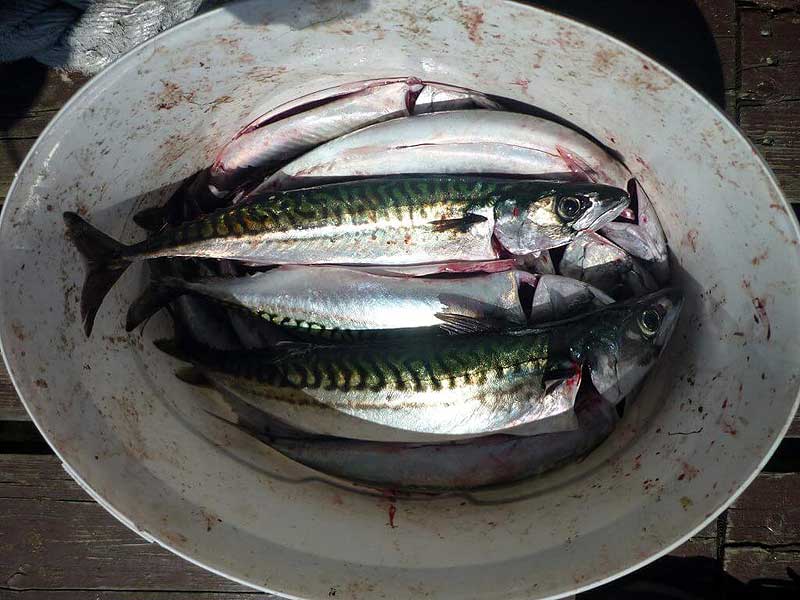 Tolle Makrelen im Schwarm gefangen Tolle Makrelen im Schwarm gefangen